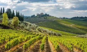 Paysage toscan avec vignoble et oliveraie. Au loin, une villa perchée sur une colline, typique de la province of Florence.