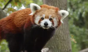 Un panda roux curieux observe depuis un arbre au zoo de Pistoia.