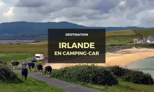 Vaches sur la route en Irlande, avec un camping-car garé près de la plage. Un paysage typique pour un voyage en camping-car en Irlande.