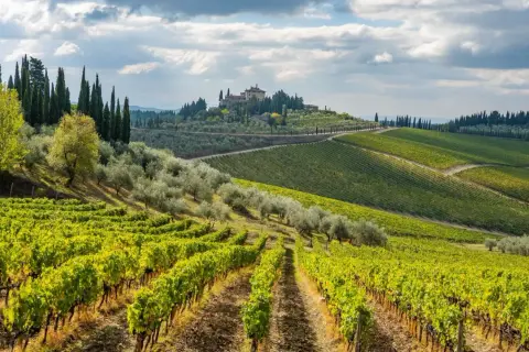 Paysage toscan avec vignoble et oliveraie. Au loin, une villa perchée sur une colline, typique de la province of Florence.
