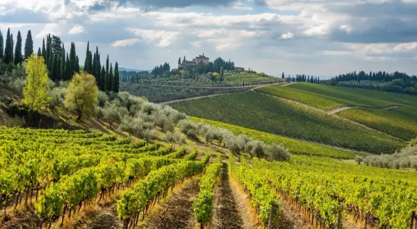 Paysage toscan avec vignoble et oliveraie. Au loin, une villa perchée sur une colline, typique de la province of Florence.