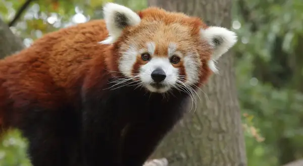 Un panda roux curieux observe depuis un arbre au zoo de Pistoia.