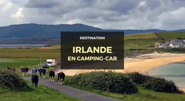 Vaches sur la route en Irlande, avec un camping-car garé près de la plage. Un paysage typique pour un voyage en camping-car en Irlande.