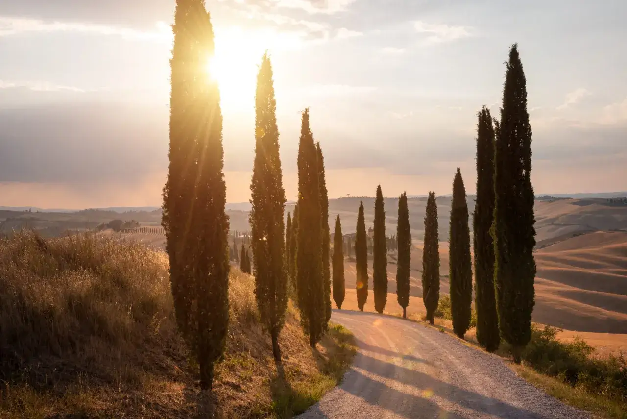 Route sinueuse bordée de cyprès sous le soleil couchant, paysage emblématique de la Toscane, Italie.