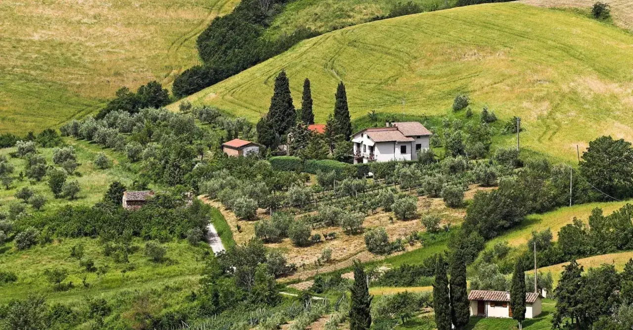Paysage toscan verdoyant à San Casciano in Val di Pesa, avec des oliviers, des vignes et des maisons de campagne.