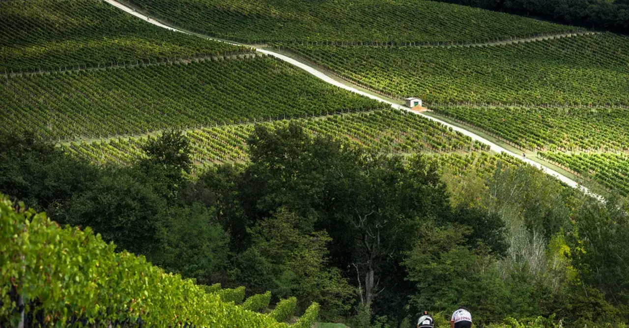 Deux cyclistes profitent d'une route sinueuse à travers les vignobles verdoyants de la Toscane.