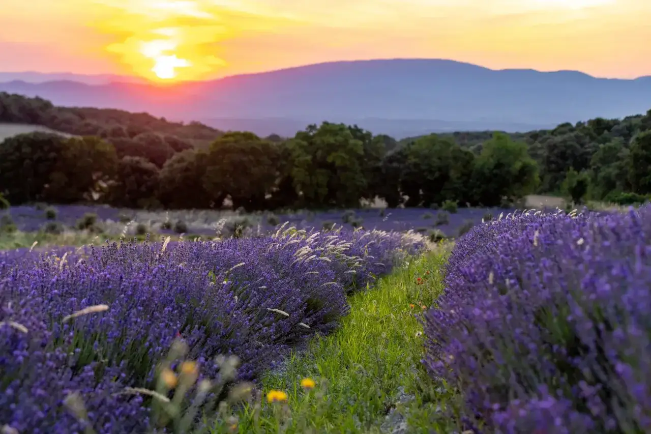 Champs de lavande violets sous un coucher de soleil flamboyant, typique de la Drôme Provençale.