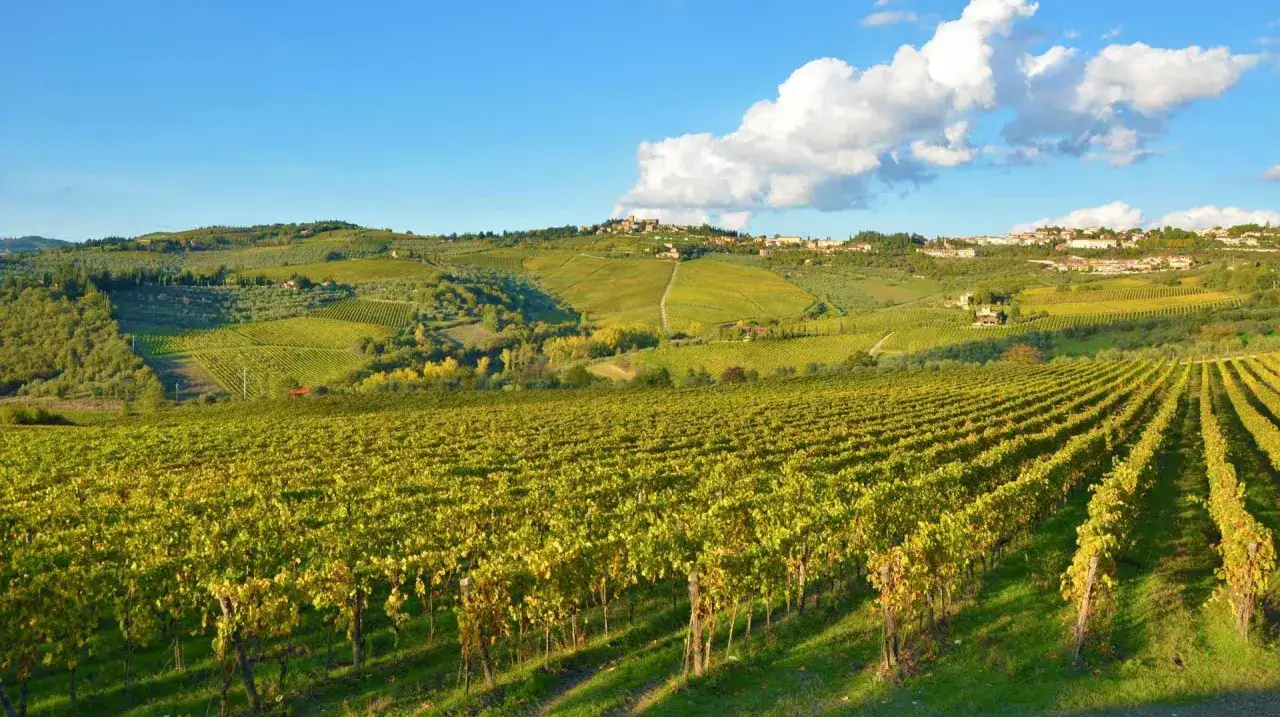 Vignoble doré s'étendant à perte de vue, avec un village perché sur une colline en arrière-plan. Paysage toscan typique de Panzano in Chianti.