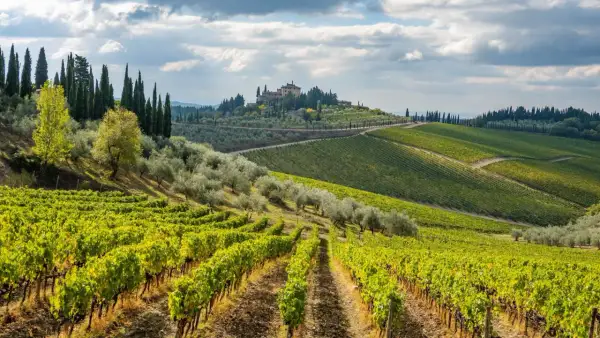 Paysage toscan avec vignoble et oliveraie. Au loin, une villa perchée sur une colline, typique de la province of Florence.