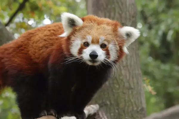 Un panda roux curieux observe depuis un arbre au zoo de Pistoia.