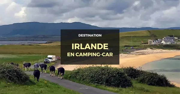 Vaches sur la route en Irlande, avec un camping-car garé près de la plage. Un paysage typique pour un voyage en camping-car en Irlande.