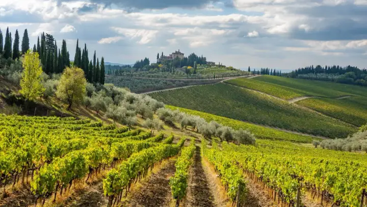 Vignobles Florence - Le guide ultime pour bien manger et boire